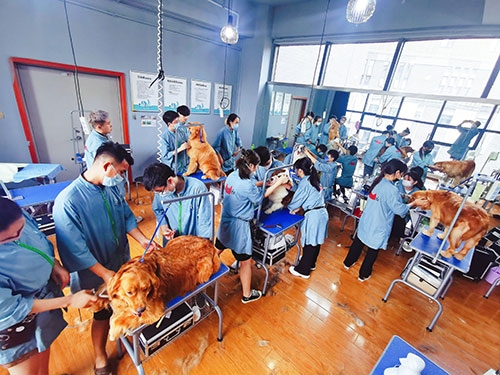 宠物职业技术培训学校，培养专业宠物人才的摇篮