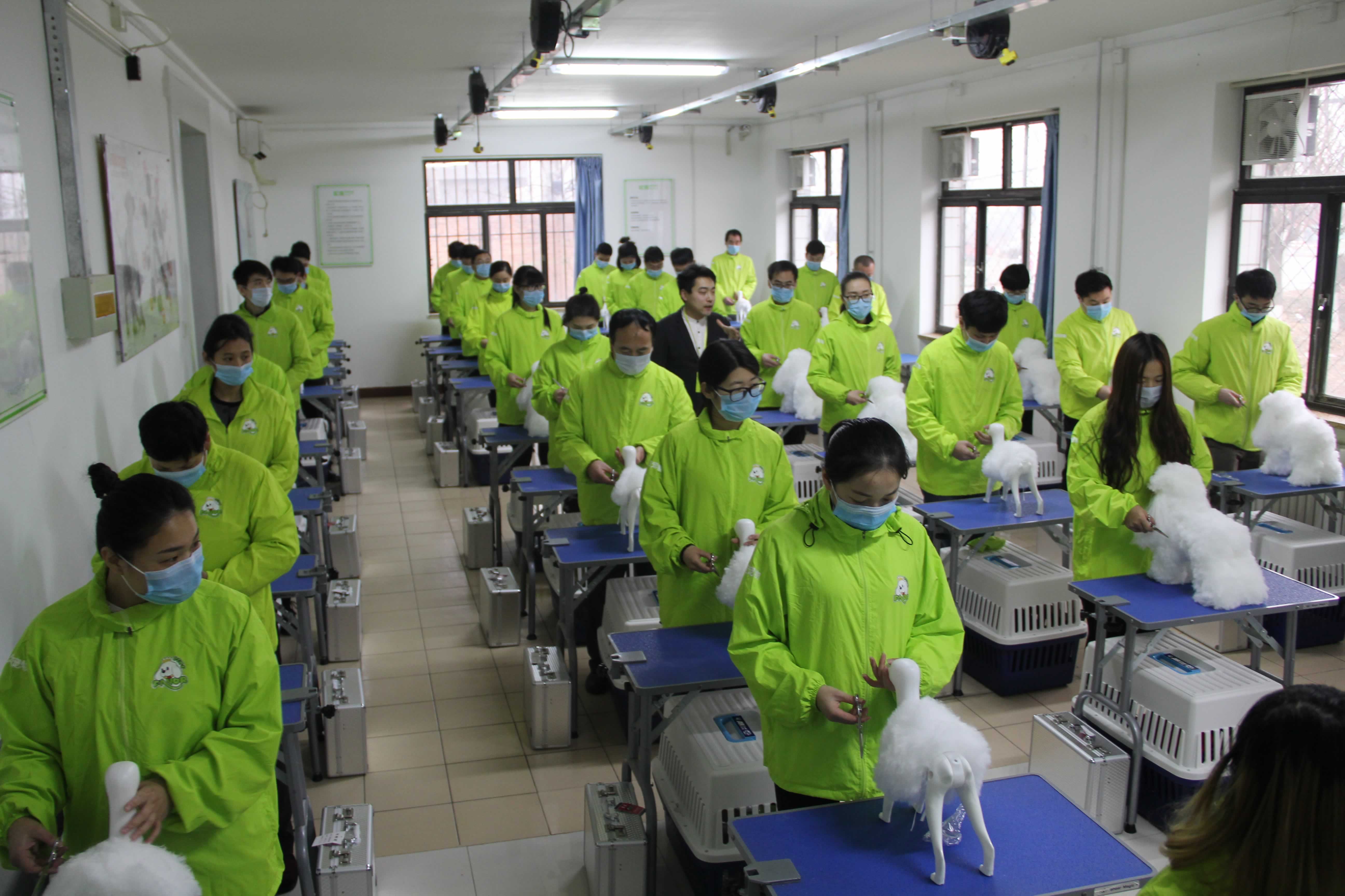 宠物职业技术培训学校，培养专业宠物人才的摇篮